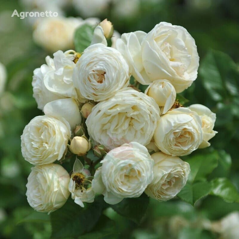 Róża Artemis Zierstrauchbäumchen